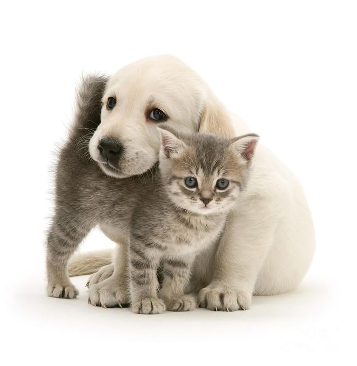Cani & Gatti