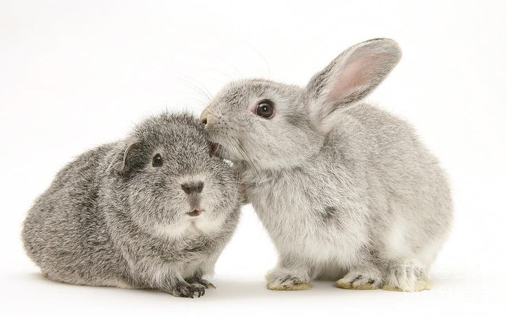 Animali Piccoli e Roditori